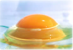黄身の盛り上がった美味しい卵